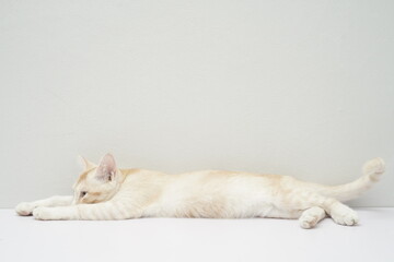 A white brown cat with cute pose