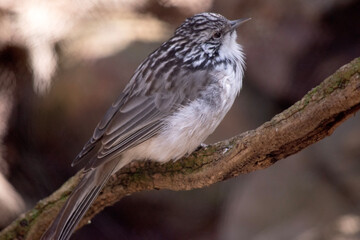 The Striped Honeyeater is grey above, with a grey-white head and upper neck boldly striped black, and has whitish underparts with faint streaks on the belly and undertail