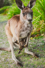 wildlife of kangaroos with their children eating grass and moving freely in the green areas of parks and beaches in Australia