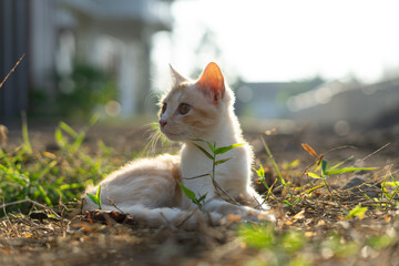 White brown cat play in grass