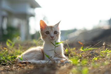 White brown cat play in grass
