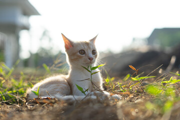 White brown cat play in grass