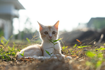 White brown cat play in grass