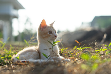 White brown cat play in grass