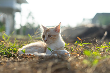 White brown cat play in grass