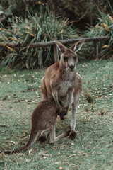 wildlife of kangaroos with their children eating grass and moving freely in the green areas of parks and beaches in Australia