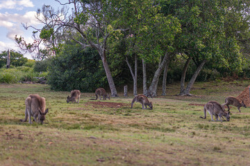 wildlife of kangaroos with their children eating grass and moving freely in the green areas of parks and beaches in Australia