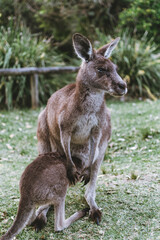 Naklejka na ściany i meble wildlife of kangaroos with their children eating grass and moving freely in the green areas of parks and beaches in Australia