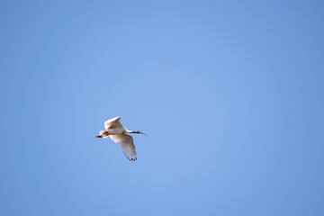 The Australian White Ibis is characterised by having predominantly white plumage with a featherless black head, neck, and legs. Its bill is also black, long and down curved.