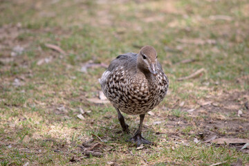 The female wood duck have a paler head with two white stripes, above and below the eye, a speckled breast and flanks, with a white lower belly and undertail