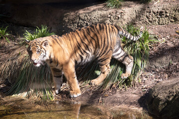 Young tigers have a coat of golden fur with dark stripes, the tiger is the largest wild cat in the...