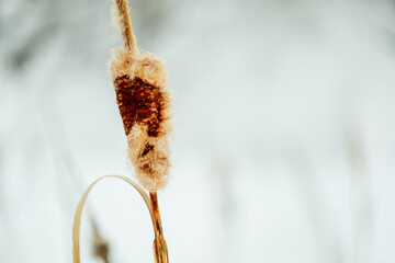 A burst cattail, a winter natural still life in nature