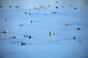 migratory birds on the river