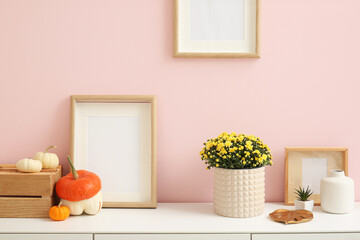 Pot with beautiful chrysanthemum flowers, pumpkins and blank frames on table near pink wall, closeup