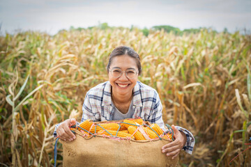 Asia woman farmer picking Corn harvesting working at corn Farm. no waste. Agricultural machines...