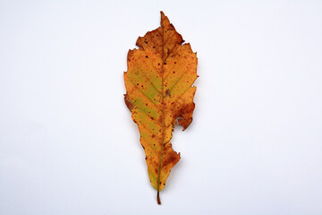 autumn foliage