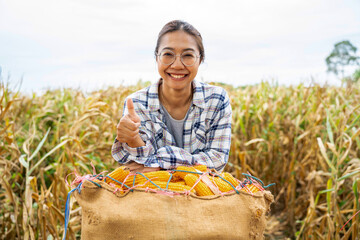 Asia woman farmer picking Corn harvesting working at corn Farm. no waste. Agricultural machines working in farmland during harvesting corn. Farming and gardening.