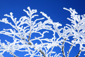 snow on the branches