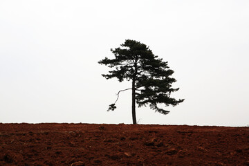 a pine tree on a hill