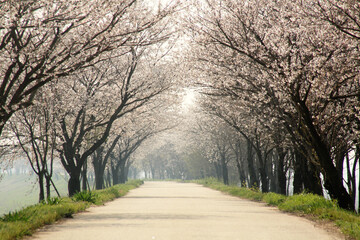 Obraz premium cherry blossoms in full bloom
