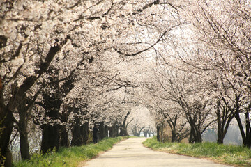 cherry blossoms in full bloom