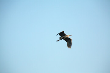 a flying heron