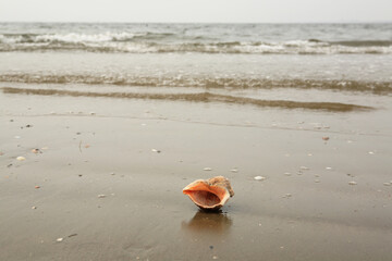 Fototapeta na wymiar a conch shell on the beach