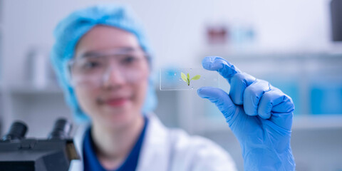 Female scientist working plant biology biotechnology research agriculture experiment laboratory test, hand holding growth eco organic nature green leaf botany herb medicine on petri dish scientific