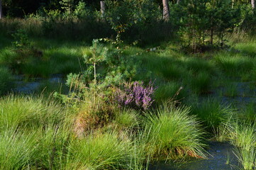 Fototapeta premium Swamp Landscape in the Fen Tister Bauernmoor, Lower Saxony