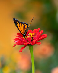BUTTERFLY IN HOBBITON, MATAMATA, NEW ZEALAND, FEBRUARY 2023