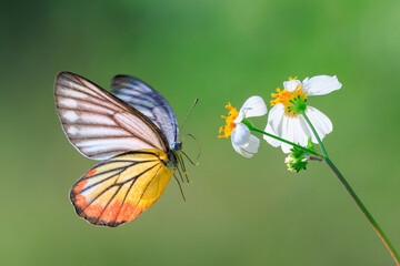 Painted Jezebel. Butterfly on white flower