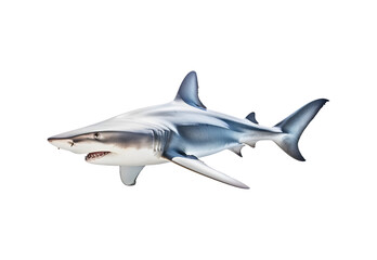 Obraz premium Hammerhead_shark_full_body._No_shadows