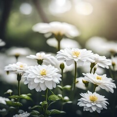 Fototapeta premium white daisies in a field