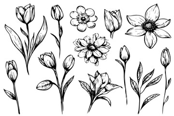 Set of tiny wild flowers and plants, vector botanical illustrations. Fashionable collection of flowers drawn in black ink. Modern design for logo, tattoo, wall art, branding and packaging.