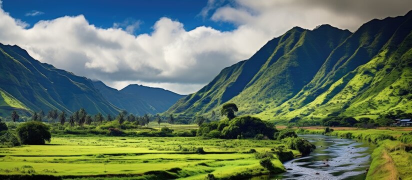 In the picturesque landscape of Hawaii, amidst the lush green mountains and fertile fields, a farm thrived. The rivers gentle stream nourished the taro crops, painting the valley with a vibrant shade
