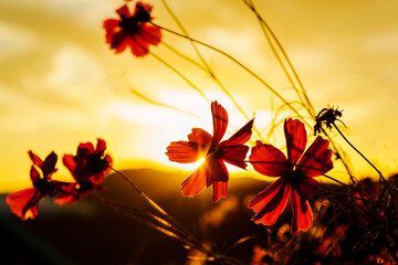 夕日とコスモス