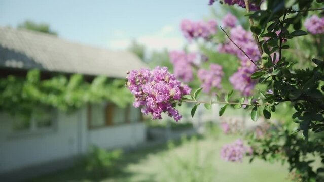 Purple crape myrtle flowers swaying with the soft breeze in front of the former residence of the famous Balkan Nostradamus - Baba Vanga, in the town of Rupite, Petrich, Bulgaria.