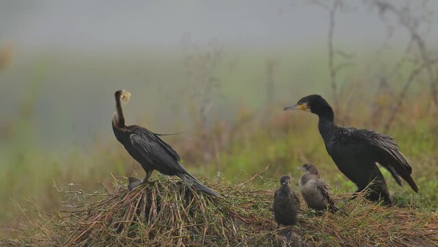  Oriental darter with great Cormorant and Little Cormorants Drying Wings in Wetland in Morning 