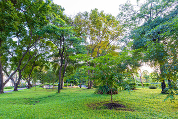 Green tree forest meadow green graas in city public park sunset light sky