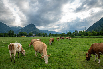Fototapeta na wymiar 목초지의 소들