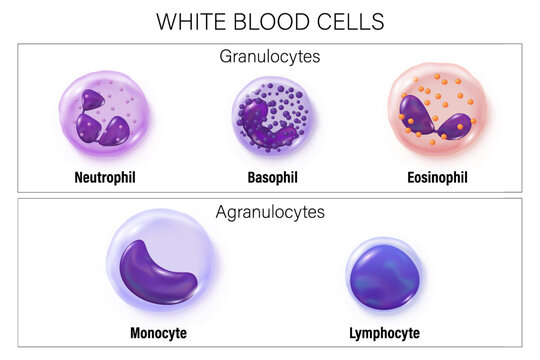 Leukocytes. Type of white blood cells vector. Granulocytes and Agranulocytes. Basophil, Neutrophil, Eosinophil, Monocyte and lymphocyte. Blood cells educational medical information.