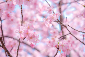 桜の背景