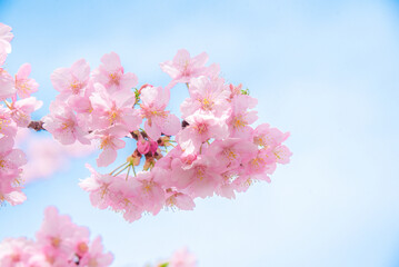 満開の桜	