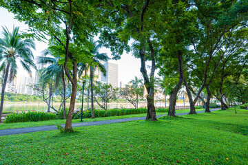 Obraz premium Green tree forest meadow green graas in city public park sunset light sky