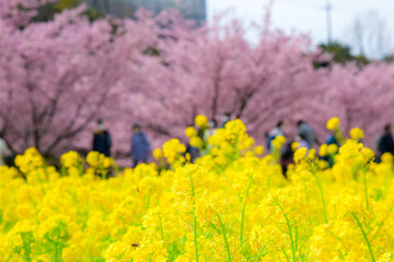Fototapeta premium 桜と菜の花