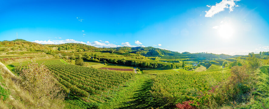 Weinberge im Kaiserstuhl