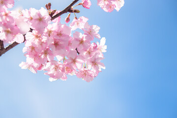 満開の桜	