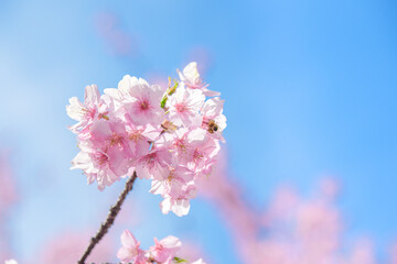 桜の背景