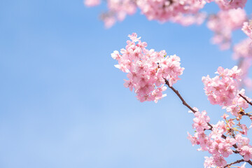 満開の桜