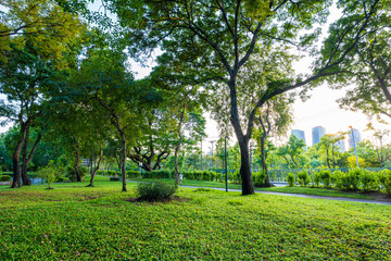 Fototapeta na wymiar Green tree forest meadow green graas in city public park sunset light sky